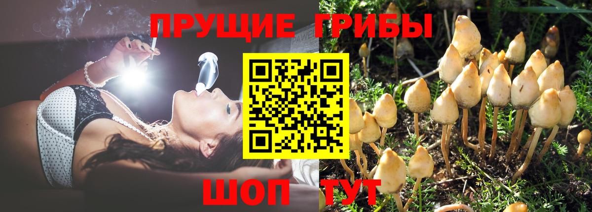 Псилоцибиновые грибы Psilocybine cubensis Усть-Кут